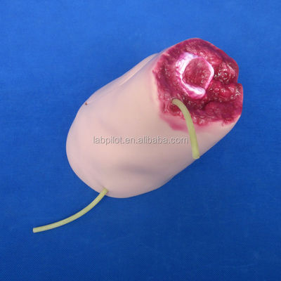 Maniquí para la práctica de formación modelo de hemostasis Trauma primeros auxilios vendaje de extremidad