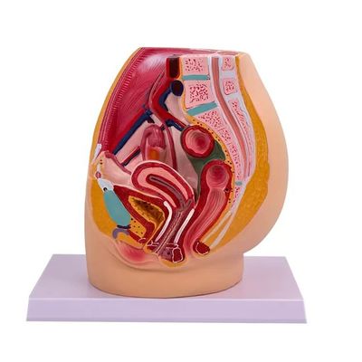Modelo de anatomía de la cavidad pélvica femenina en la sección mediasagital para la enseñanza en hospitales