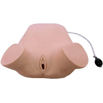 Mujeres embarazadas de PVC Simulador de examen vaginal de maniobras de Leopold de palpación en cuatro pasos
