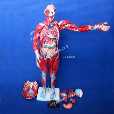Artículo Modelo de anatomía del cuerpo humano que muestra órganos internos y músculos Torso maniquí