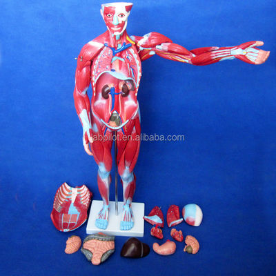 Artículo Modelo de anatomía del cuerpo humano que muestra órganos internos y músculos Torso maniquí