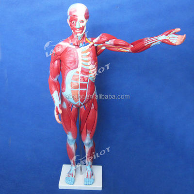 Artículo Modelo de anatomía del cuerpo humano que muestra órganos internos y músculos Torso maniquí