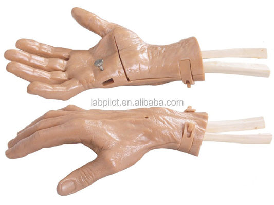 Movimiento realista de la mano Simulador de recuperación de entrenamiento de la mano con una estructura de anatomía vívida