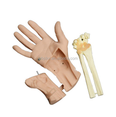 Movimiento realista de la mano Simulador de recuperación de entrenamiento de la mano con una estructura de anatomía vívida