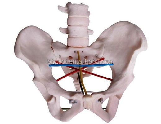 Examen obstétrico Modelo de pelvis para entrenamiento ginecológico y demostración de pelvimetría