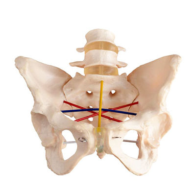 Examen obstétrico Modelo de pelvis para entrenamiento ginecológico y demostración de pelvimetría