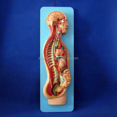 Modelo anatómico detallado de tamaño de vida humana para el sistema nervioso automático y los órganos del torso