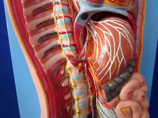 Modelo anatómico detallado de tamaño de vida humana para el sistema nervioso automático y los órganos del torso