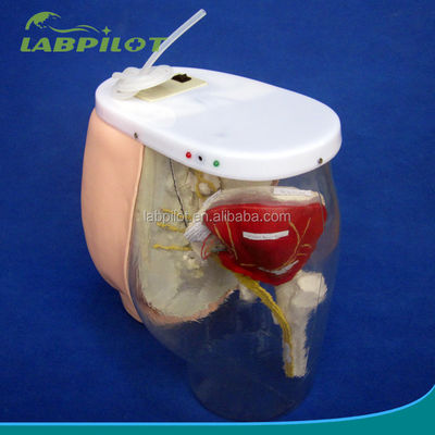 Ciencias médicas Modelo de entrenamiento de inyección intramuscular con músculos y nervios visibles