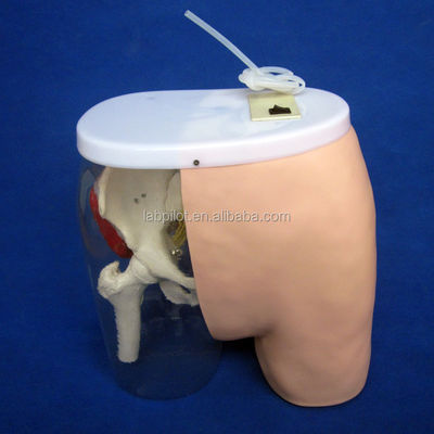 Ciencias médicas Modelo de entrenamiento de inyección intramuscular con músculos y nervios visibles