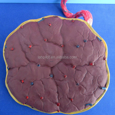 Ciencias médicas Modelo de circulación fetal pintado con placenta cardíaca y cordón umbilical