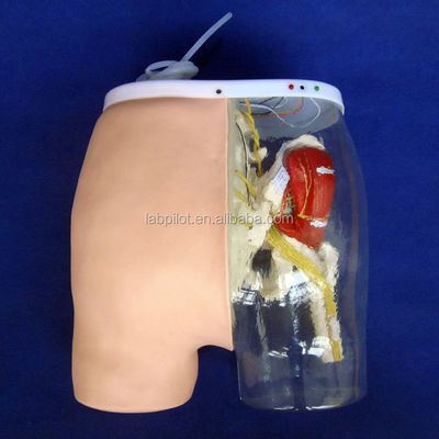 Ciencias médicas Modelo de entrenamiento de inyección intramuscular con músculos y nervios visibles