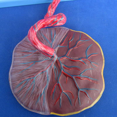 Ciencias médicas Modelo de circulación fetal pintado con placenta cardíaca y cordón umbilical