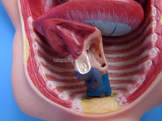 Ciencias médicas Modelo de circulación fetal pintado con placenta cardíaca y cordón umbilical