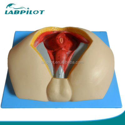 Modelo avanzado de perineo de PVC para comprender la anatomía perineal masculina