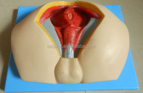 Modelo avanzado de perineo de PVC para comprender la anatomía perineal masculina