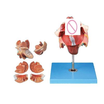 Modelo avanzado de anatomía del perineo femenino de PVC para capacitación y demostración médica