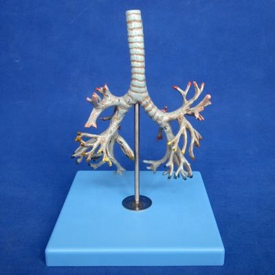 Modelo médico de bronquios humanos Bronquios avanzados de PVC de la tráquea Modelo de tamaño natural
