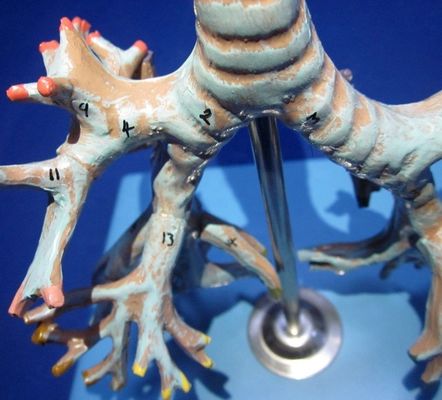 Modelo médico de bronquios humanos Bronquios avanzados de PVC de la tráquea Modelo de tamaño natural