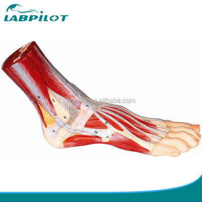 Modelo muscular vivo del pie humano Anatomía plantar Estructuras detalladas Modelo de anatomía del pie
