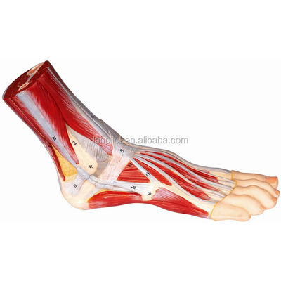 Modelo muscular vivo del pie humano Anatomía plantar Estructuras detalladas Modelo de anatomía del pie