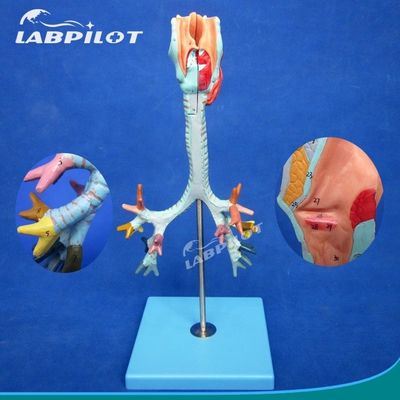 Ciencias Médicas muestran árbol bronquial y tráquea desmontable modelo para la anatomía de la laringe