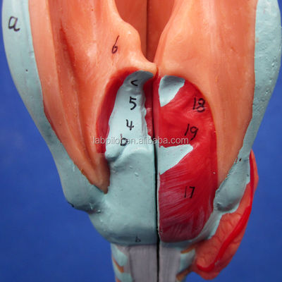 Ciencias Médicas muestran árbol bronquial y tráquea desmontable modelo para la anatomía de la laringe