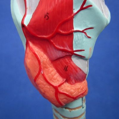 Ciencias Médicas muestran árbol bronquial y tráquea desmontable modelo para la anatomía de la laringe