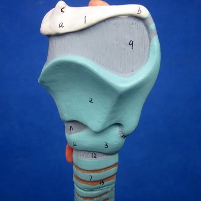 Ciencias Médicas muestran árbol bronquial y tráquea desmontable modelo para la anatomía de la laringe