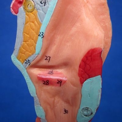 Ciencias Médicas muestran árbol bronquial y tráquea desmontable modelo para la anatomía de la laringe