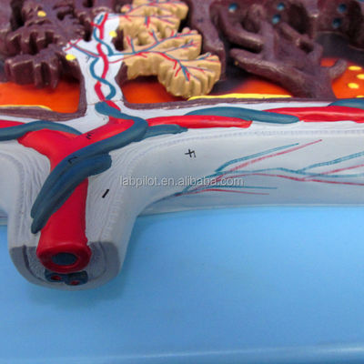 Modelo 3D de Placenta Viva Tejido de Placenta y Cordón Umbilical para demostraciones de anatomía