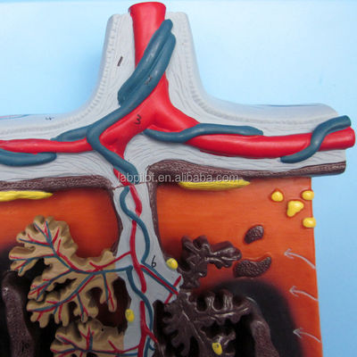 Modelo 3D de Placenta Viva Tejido de Placenta y Cordón Umbilical para demostraciones de anatomía