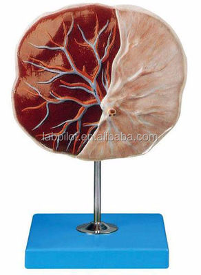 Ciencias médicas Modelo 3D de placenta humana y cordón umbilical con anatomía detallada