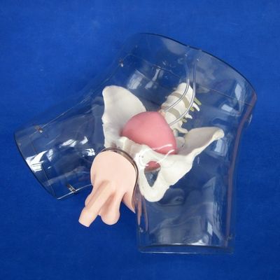 Experimenta el realismo con este simulador de entrenamiento completo de cateterismo uretral masculino