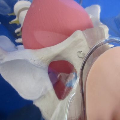 Experimenta el realismo con este simulador de entrenamiento completo de cateterismo uretral masculino