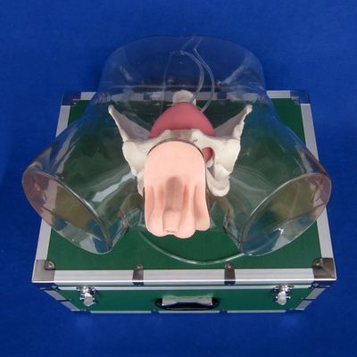Maniquí para el cuidado de los pacientes Demonstración de formación de cateterismo uretral transparente
