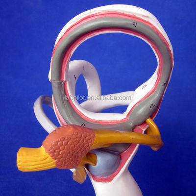 Modelo de oído 3D médico humano para la enseñanza de la anatomía del laberinto que muestra los componentes del oído