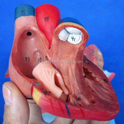 Modelo 3D del sistema respiratorio humano Laringe Traquea Corazón y pulmón para educación médica