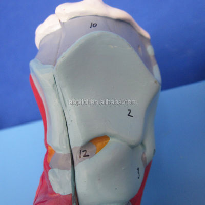 Modelo 3D del sistema respiratorio humano Laringe Traquea Corazón y pulmón para educación médica