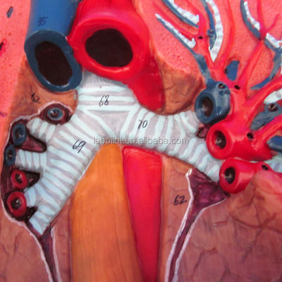 Modelo 3D del sistema respiratorio humano Laringe Traquea Corazón y pulmón para educación médica