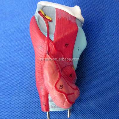 Modelo 3D del sistema respiratorio humano Laringe Traquea Corazón y pulmón para educación médica