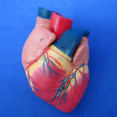 Modelo 3D del sistema respiratorio humano Laringe Traquea Corazón y pulmón para educación médica