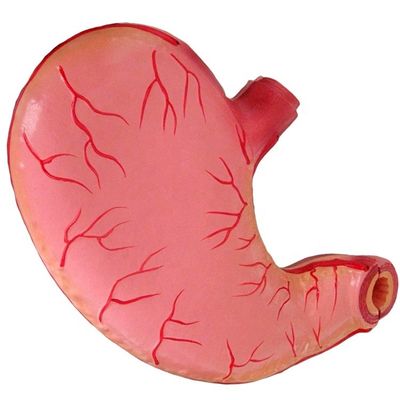 Modelo avanzado de enseñanza médica de PVC para hospitales Modelo anatómico del estómago humano