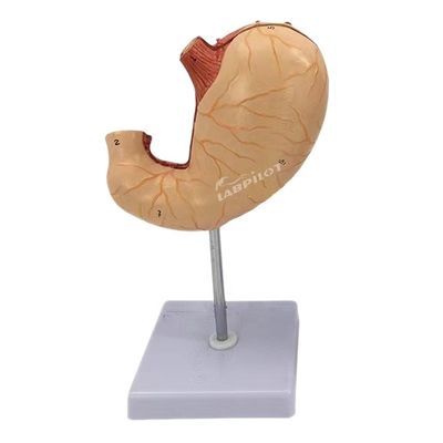 Modelo avanzado de enseñanza médica de PVC para hospitales Modelo anatómico del estómago humano