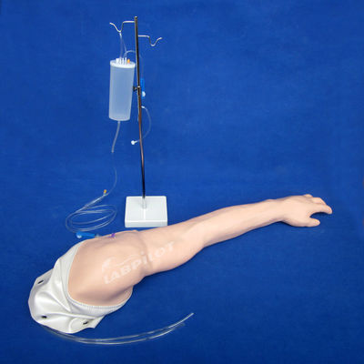 Modelo de entrenamiento para la transfusión venosa y la inyección del brazo IV de PVC avanzado totalmente funcional
