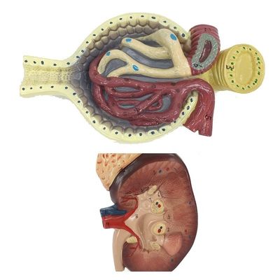 Modelo del sistema urinario humano para la enseñanza detallada del riñón Nefrón y glomerulus anatomía
