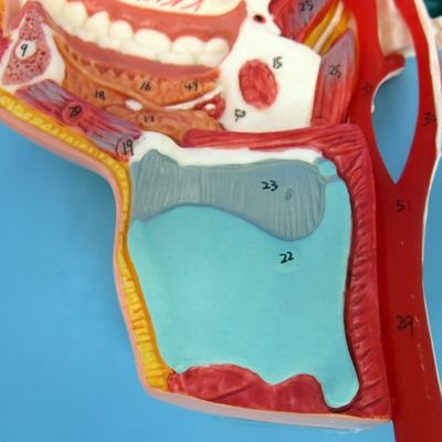 Modelo detallado de los nervios y vasos faciales Material avanzado de PVC para el perno completo