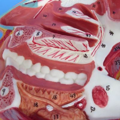 Modelo detallado de los nervios y vasos faciales Material avanzado de PVC para el perno completo