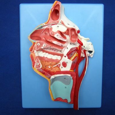 Modelo detallado de los nervios y vasos faciales Material avanzado de PVC para el perno completo