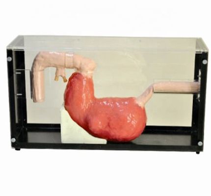 Examen gastroscópico avanzado y modelo de formación ERCP para lesiones gastrointestinales